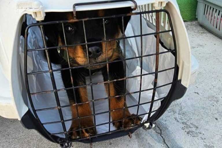 operacao-resgata-65-filhotinhos-vitimas-de-maus-tratos-na-capital