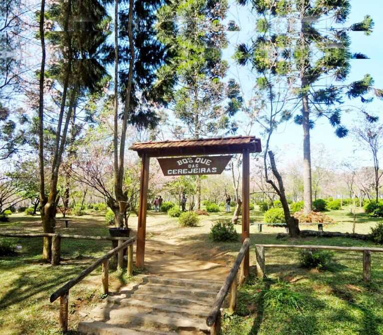 46ª Festa das Cerejeiras no Parque do Carmo reúne cultura nipônica e entrada gratuita 46a-festa-das-cerejeiras-no-parque-do-carmo-reune-cultura-japonesa-e-entrada-gratuita
